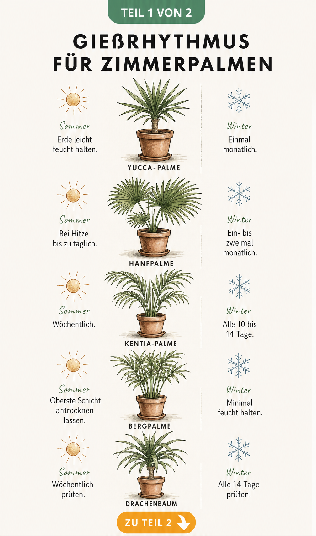 Botanische Lehrtafel mit Gießrhythmen für fünf Zimmerpalmen: Yucca, Hanfpalme, Kentia, Bergpalme und Drachenbaum im Sommer und Winter.