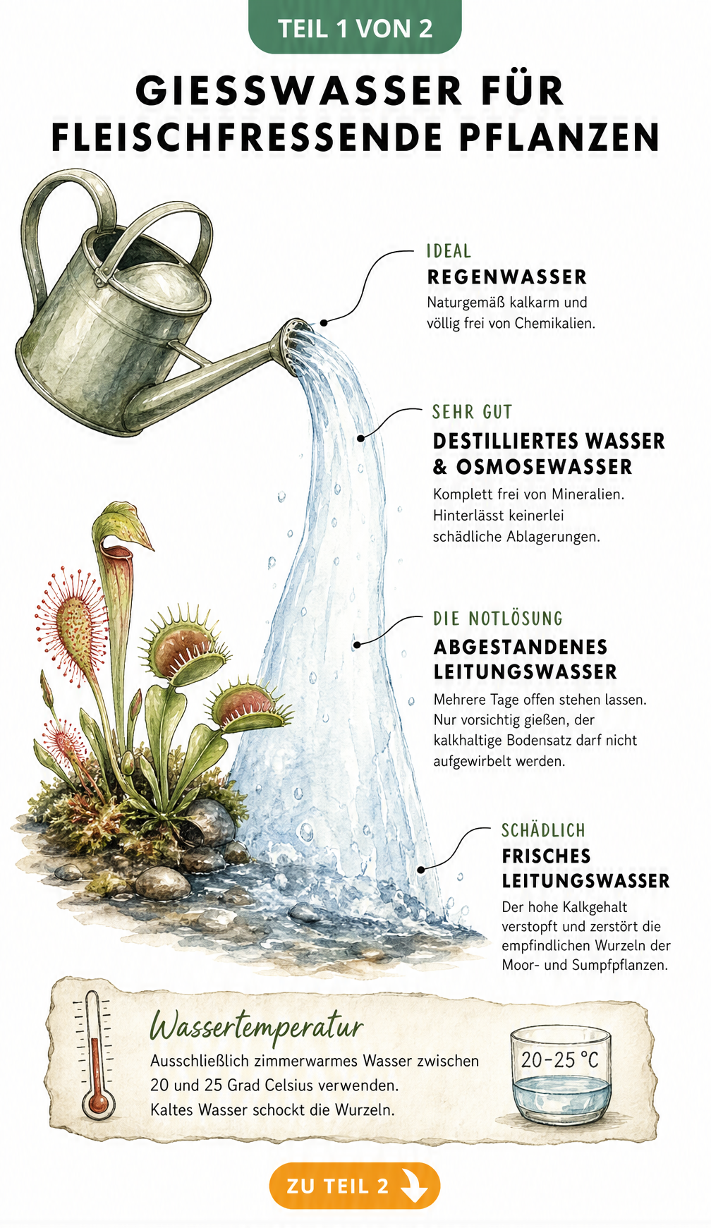 Illustration einer Gießkanne mit Wasserstrahl, der die Eignung von Regenwasser, destilliertem Wasser und Leitungswasser für fleischfressende Pflanzen zeigt