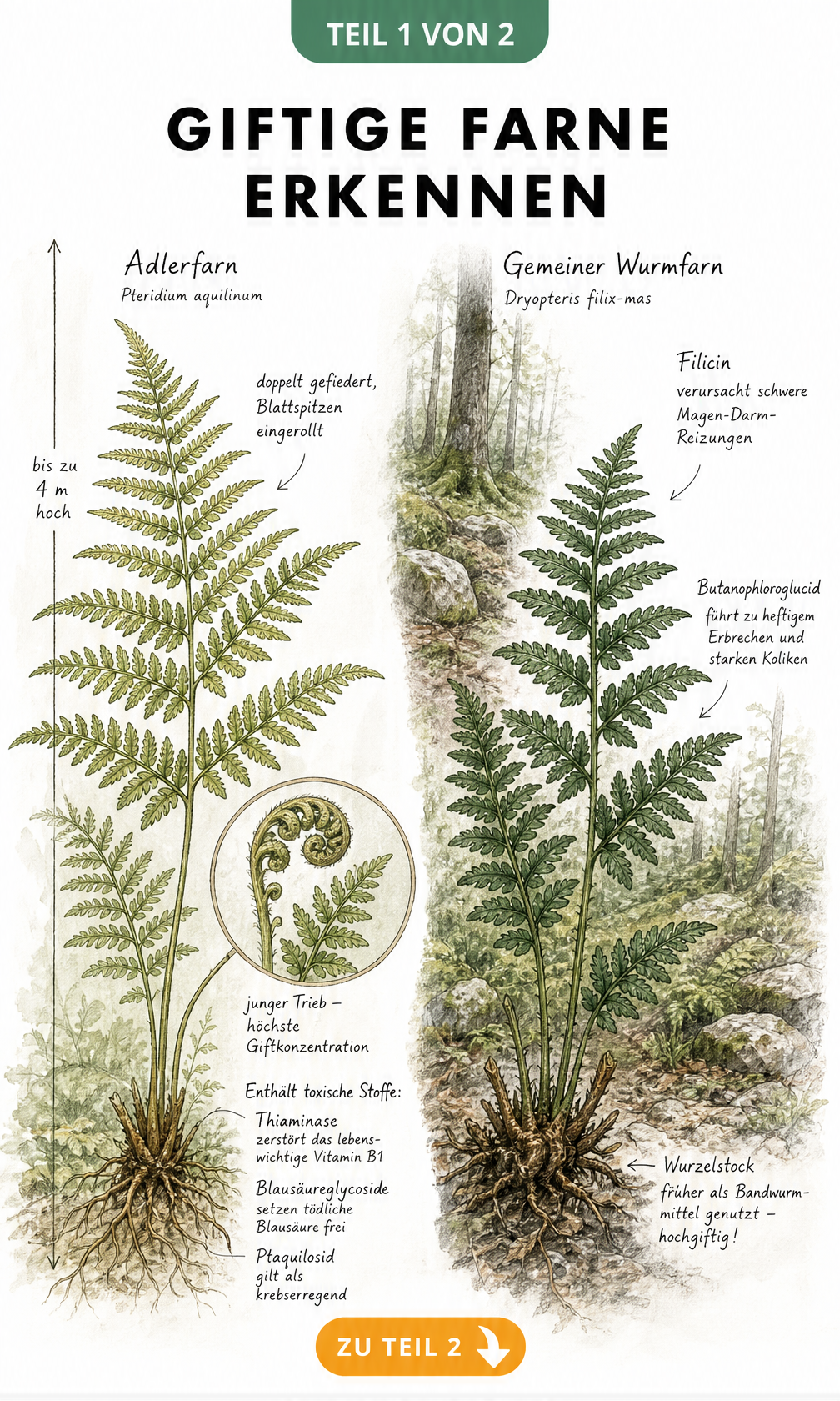 Botanische Illustration von Adlerfarn und Wurmfarn mit Hinweisen auf giftige Inhaltsstoffe wie Thiaminase und Blausäureglycoside