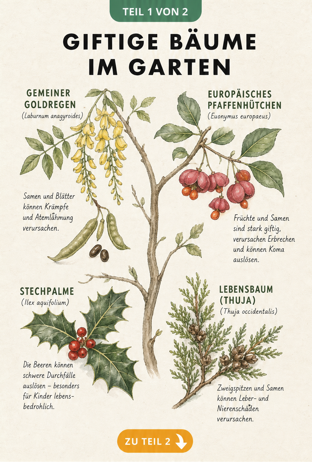 Botanische Illustration von vier giftigen Gartenbäumen: Goldregen, Pfaffenhütchen, Stechpalme und Lebensbaum mit ihren giftigen Merkmalen.