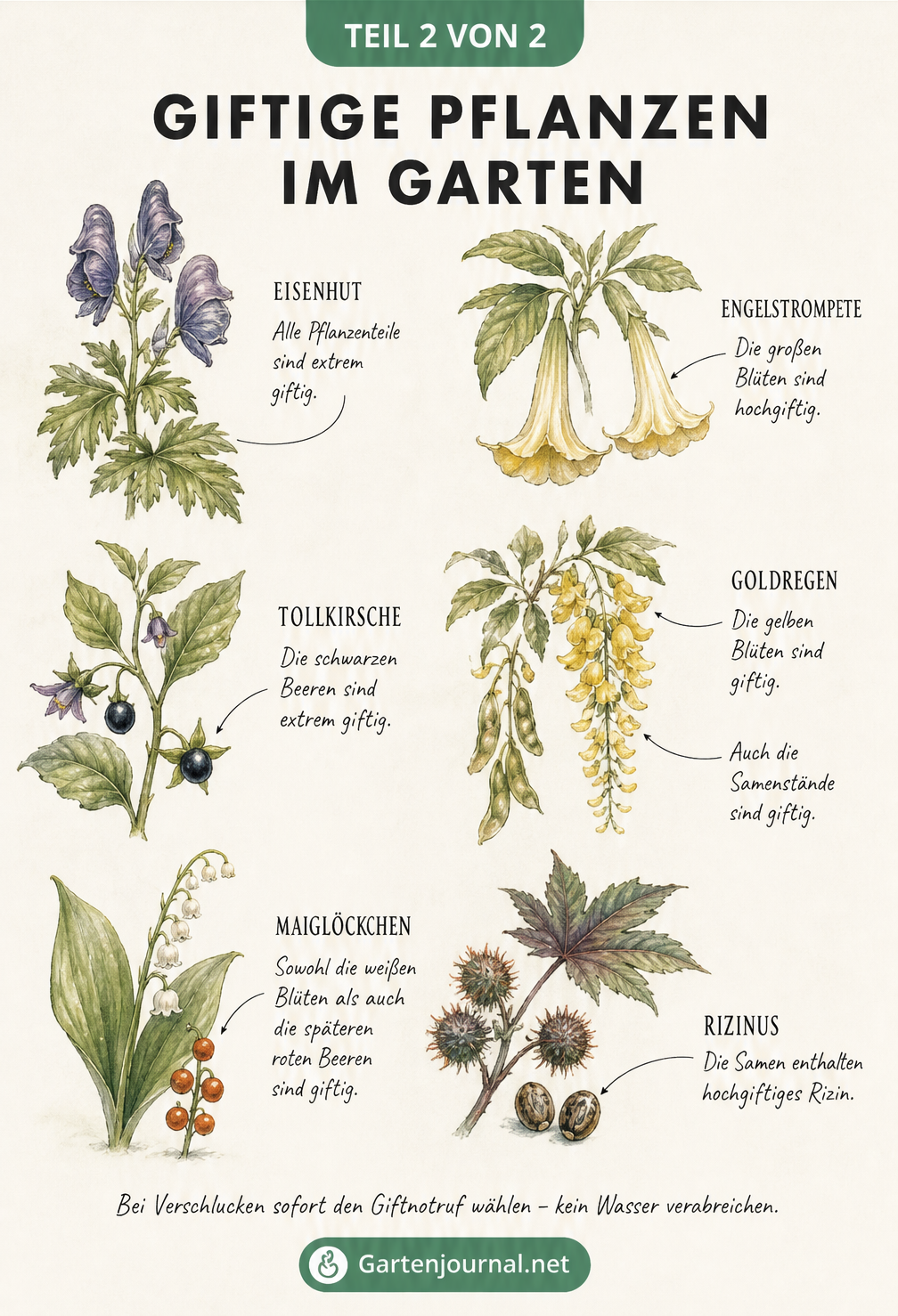 Botanische Illustration von sechs giftigen Gartenpflanzen wie Eisenhut, Tollkirsche und Maiglöckchen