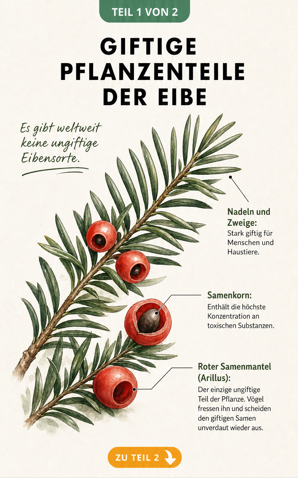 Botanische Illustration eines Eibenzweigs mit Nadeln und roten Beeren, die die giftigen Pflanzenteile wie Nadeln, Holz und Samenkorn markiert.