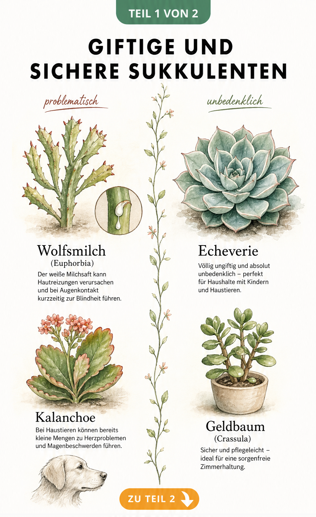 Botanische Illustration giftiger und sicherer Sukkulenten wie Wolfsmilch und Echeverie mit Gefahrenhinweisen
