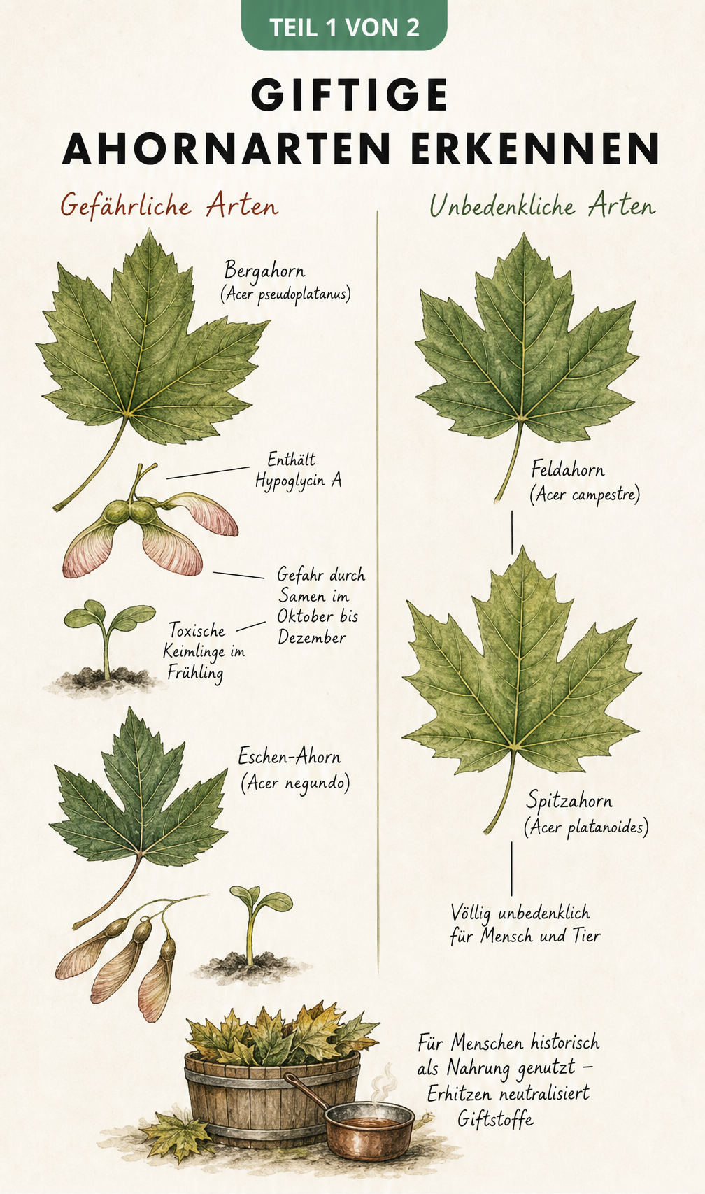 Botanische Lehrtafel mit giftigen und ungiftigen Ahornarten, Blättern und Samen