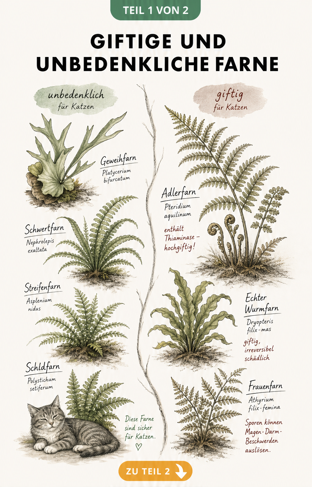 Botanische Illustration von giftigen und ungiftigen Farnen für Katzen, darunter Geweihfarn, Schwertfarn und Adlerfarn.