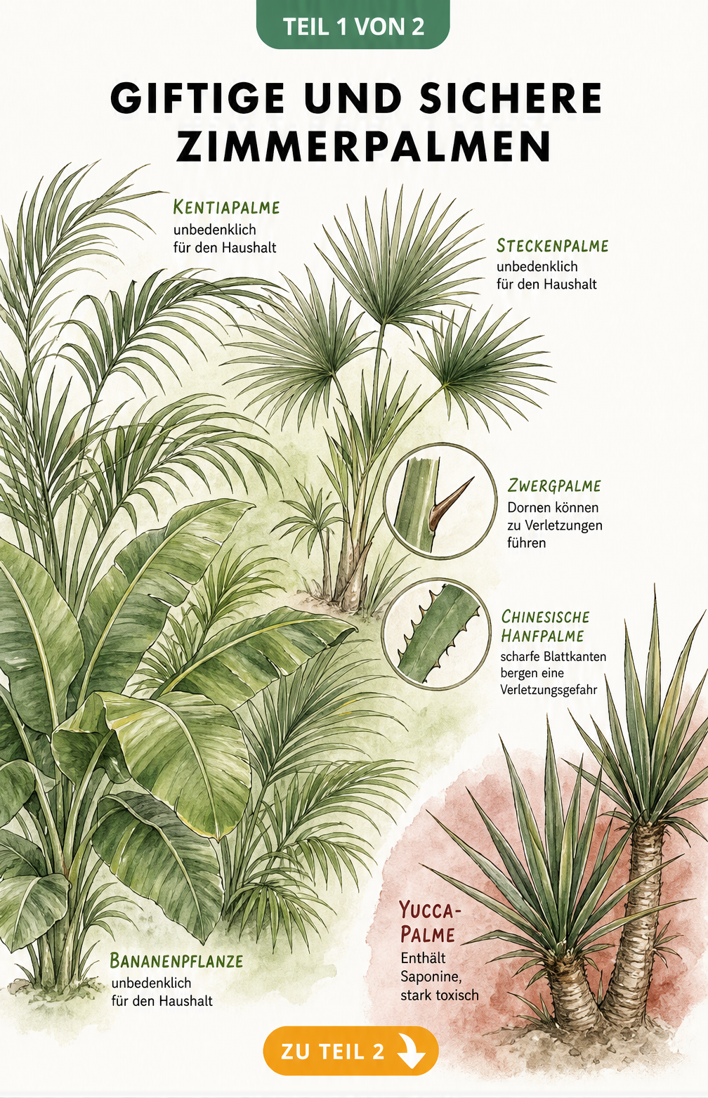 Botanische Illustration von ungiftigen Zimmerpalmen wie Kentiapalme und einer giftigen Yucca-Palme