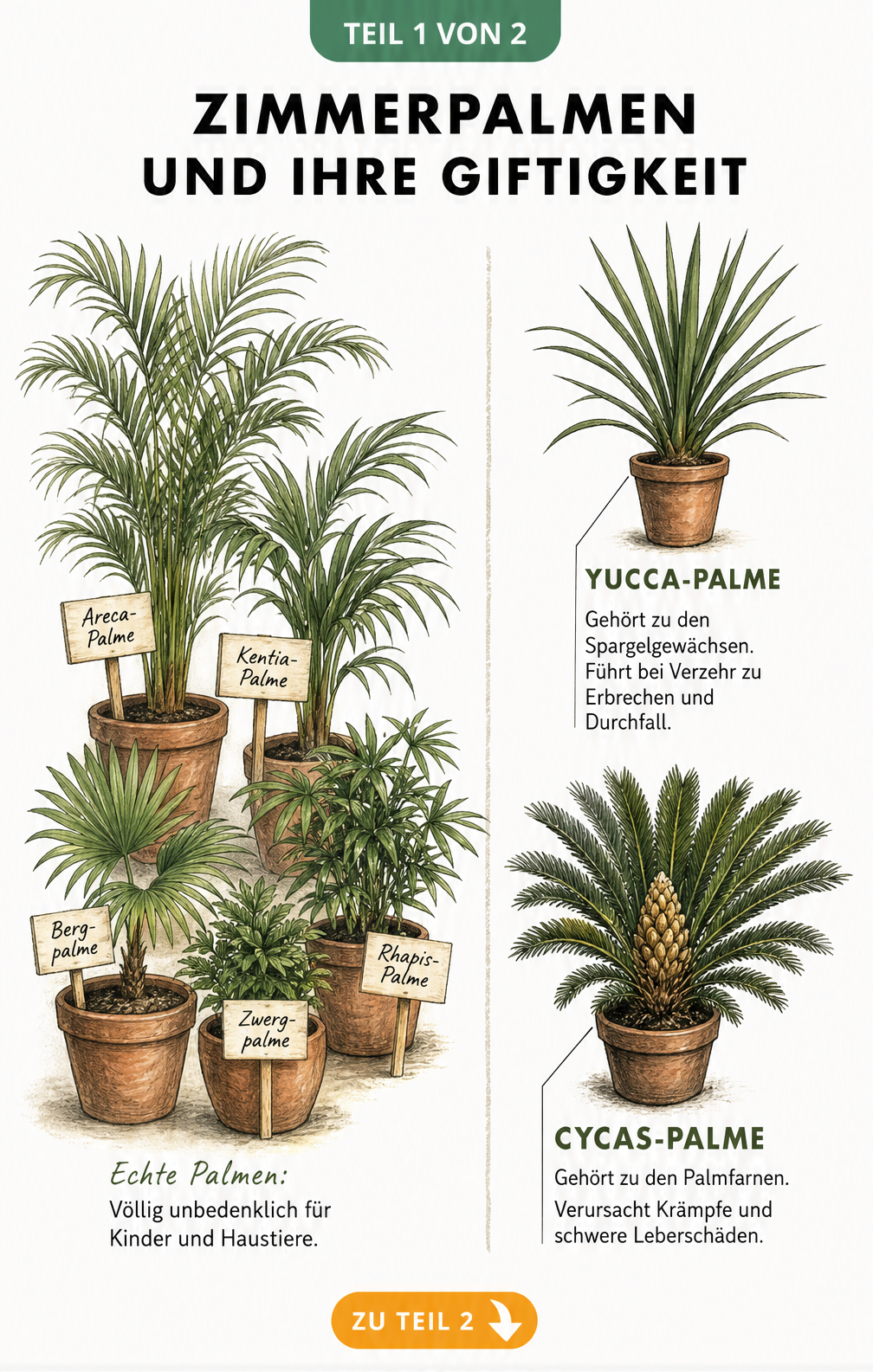 Botanische Illustration von ungiftigen Zimmerpalmen wie Areca-Palme und Bergpalme sowie den giftigen Arten Yucca und Cycas.