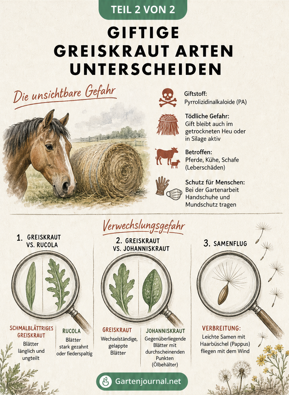 Illustration zur Giftigkeit von Greiskraut für Tiere und Verwechslungsgefahr mit Rucola und Johanniskraut