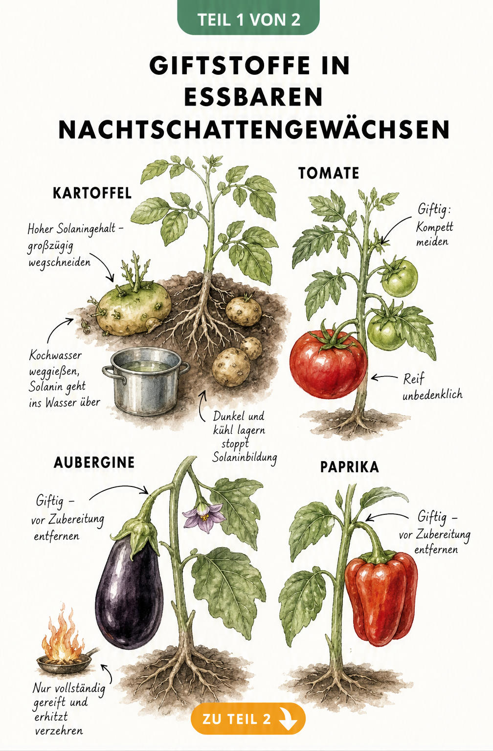 Botanische Illustration von Kartoffel, Tomate, Aubergine und Paprika mit Hinweisen zu giftigen Pflanzenteilen und Solanin