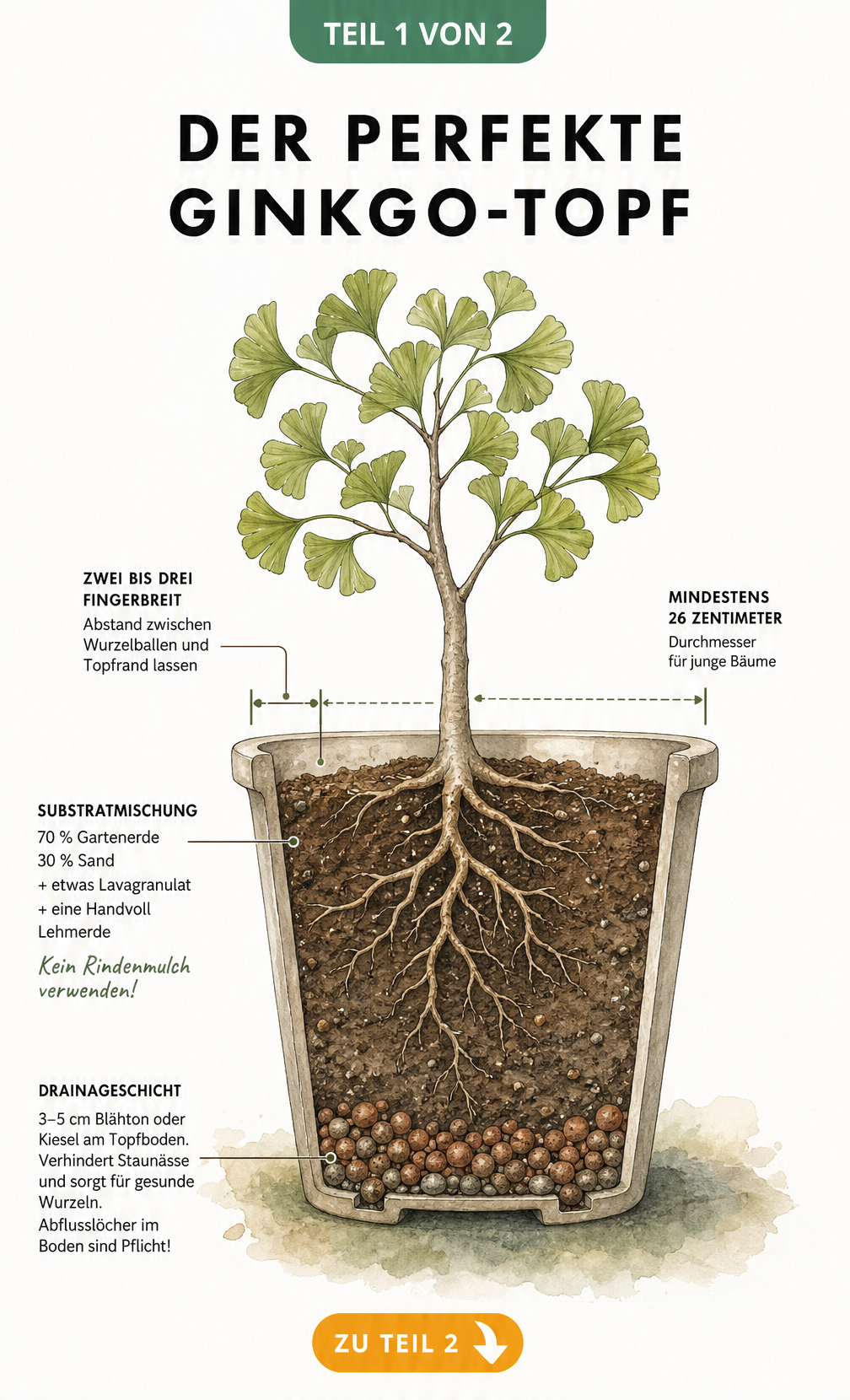 Illustration eines Ginkgo-Baums im Topf mit Querschnitt durch das Substrat und die Drainageschicht