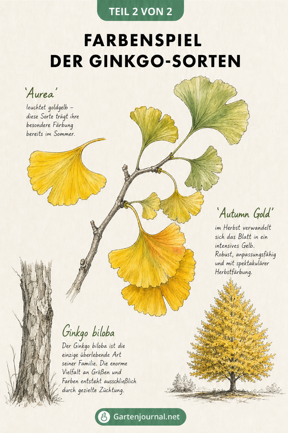 Botanische Illustration von Ginkgo-Blättern in verschiedenen Färbungsstadien, von Sommergelb bis intensivem Herbstgelb
