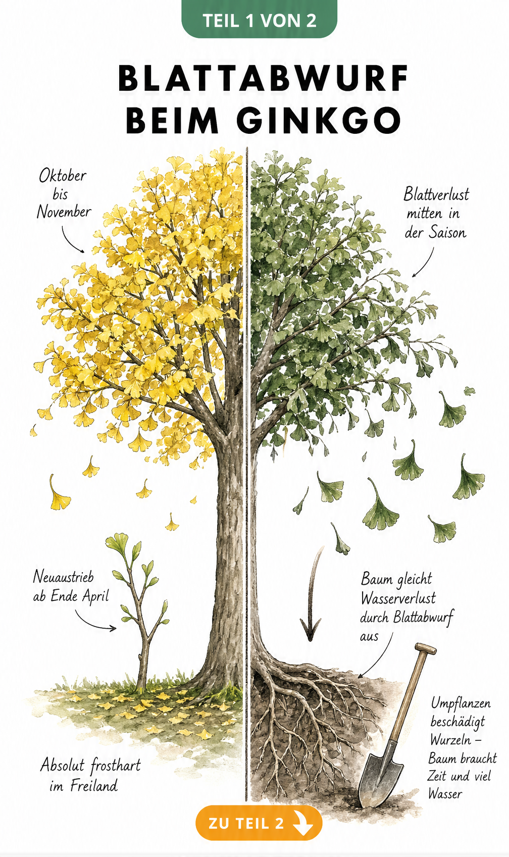 Botanische Illustration eines Ginkgobaums, der im Herbst gelbe Blätter abwirft und im Sommer grüne Blätter verliert, mit Hinweisen auf Wasserverlust und...