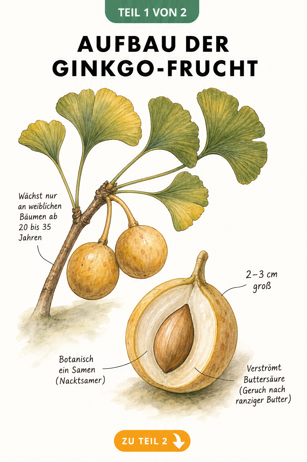 Botanische Illustration der Ginkgo-Frucht mit fächerartigen Blättern, runden Früchten und Querschnitt