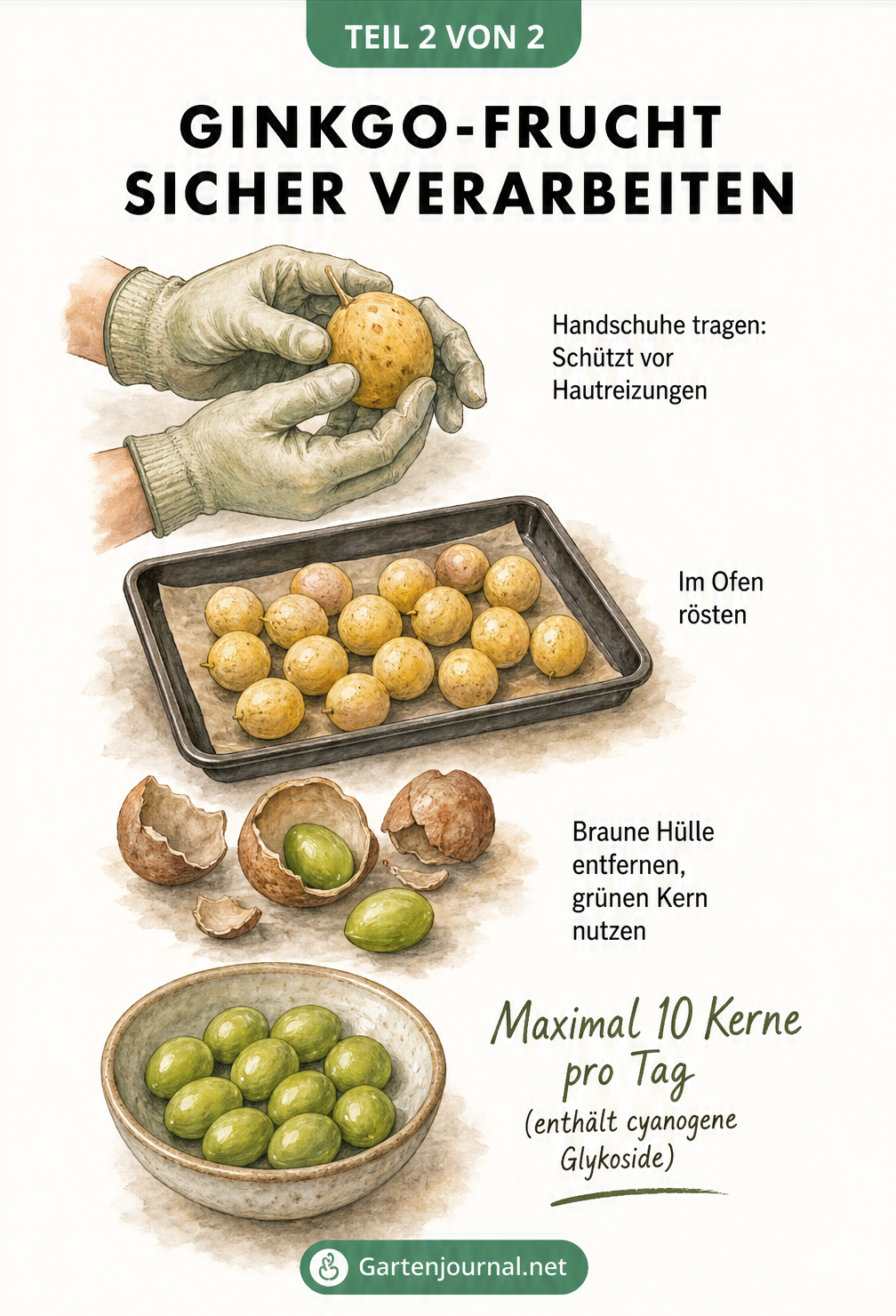 Illustration zum sicheren Verarbeiten von Ginkgo-Früchten: Handschuhe tragen, rösten und Hülle entfernen