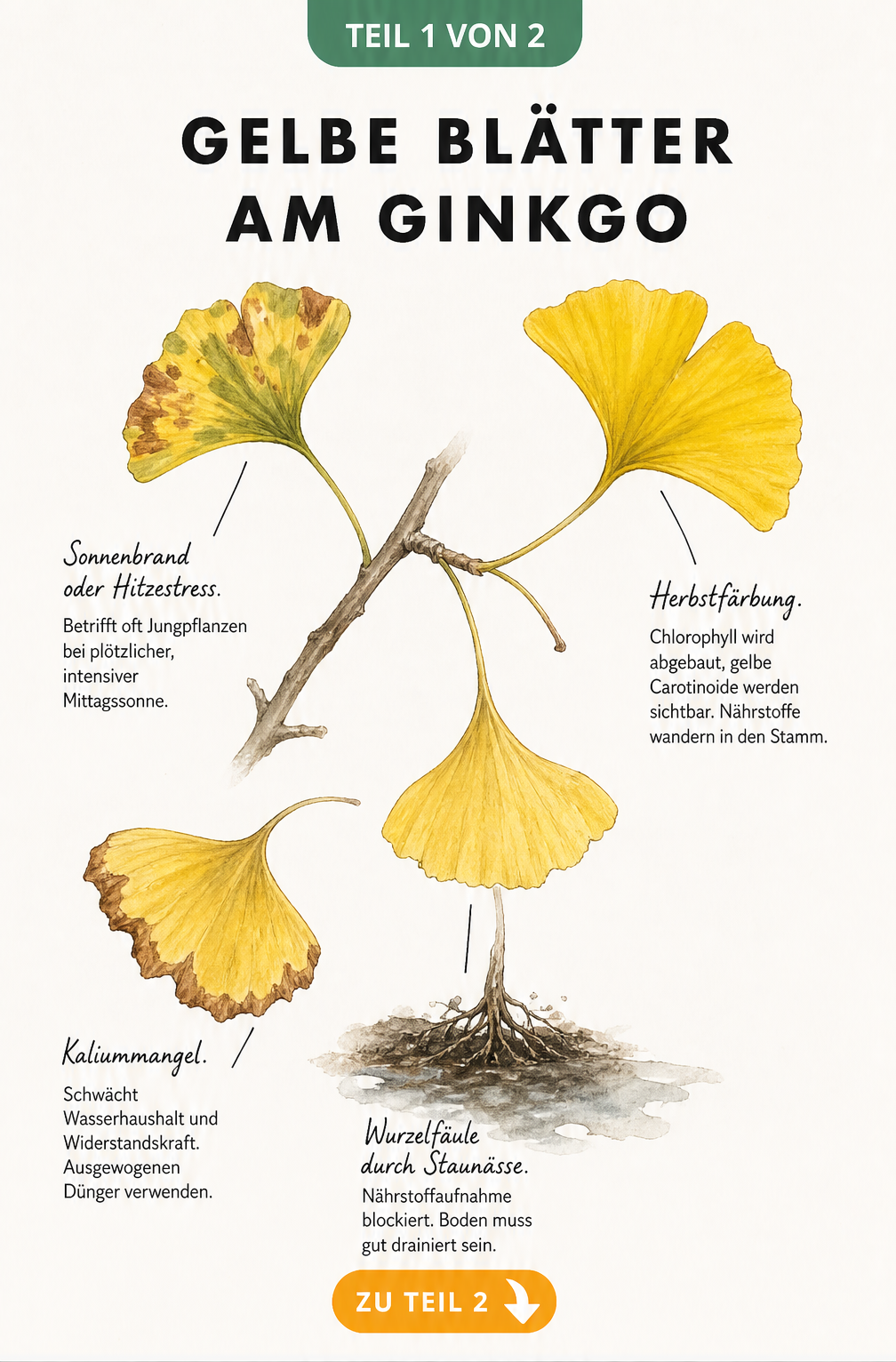 Botanische Illustration eines Ginkgo-Zweigs mit verschiedenen Blattverfärbungen, die Ursachen wie Herbstfärbung, Kaliummangel, Wurzelfäule und Sonnenbrand...