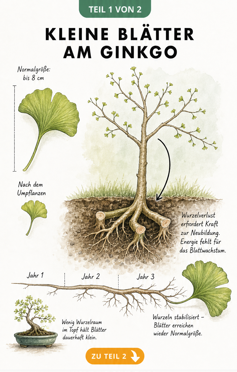 Illustration eines Ginkgobaums mit kleinen Blättern und gekappten Wurzeln im Querschnitt, daneben ein Größenvergleich von Ginkgoblättern.