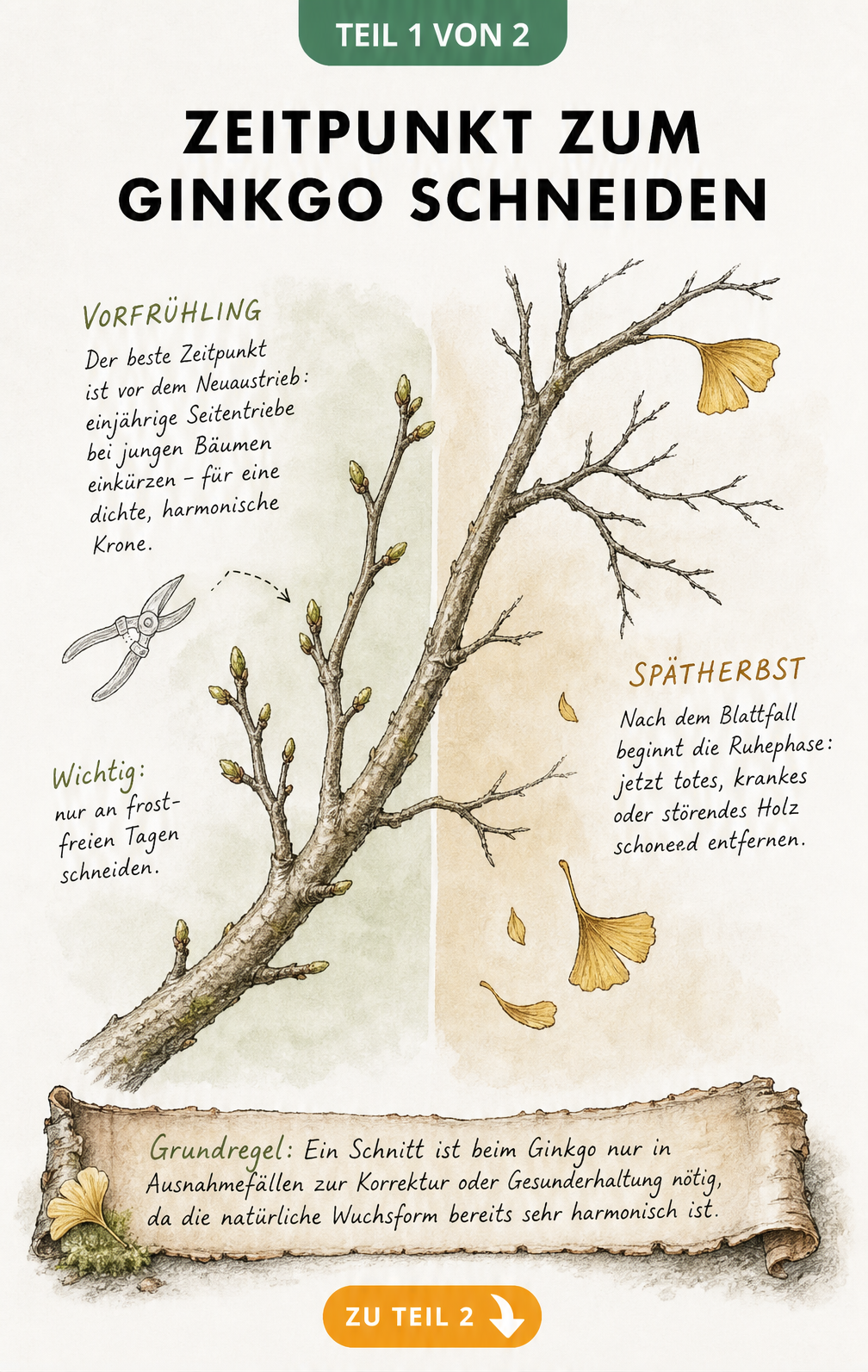 Botanische Illustration eines Ginkgo-Astes im Vorfrühling und Spätherbst mit Hinweisen zum richtigen Schnittzeitpunkt