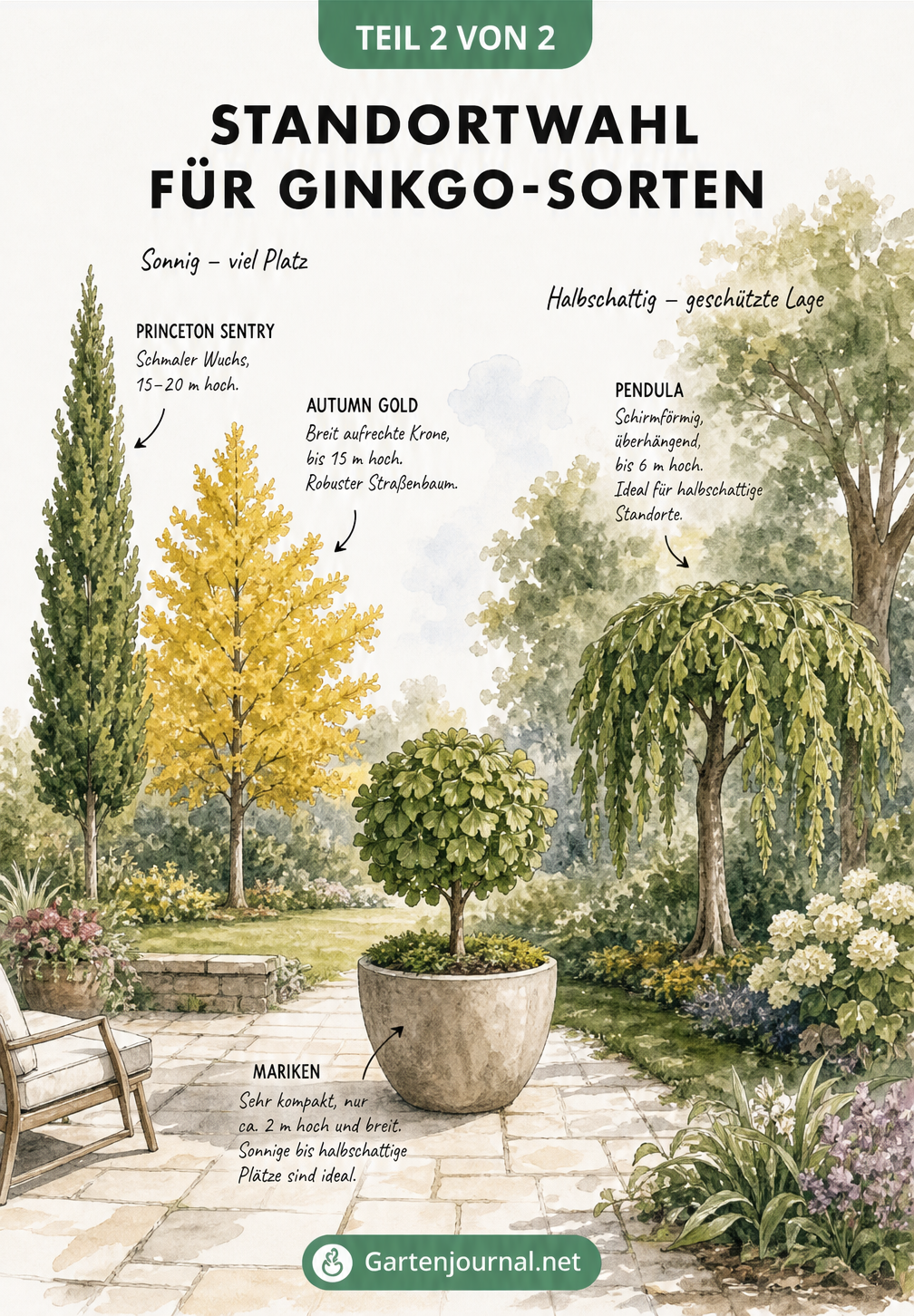 Gartenpanorama mit verschiedenen Ginkgo-Sorten, die je nach Wuchsform und Lichtbedarf an sonnigen oder halbschattigen Plätzen stehen.
