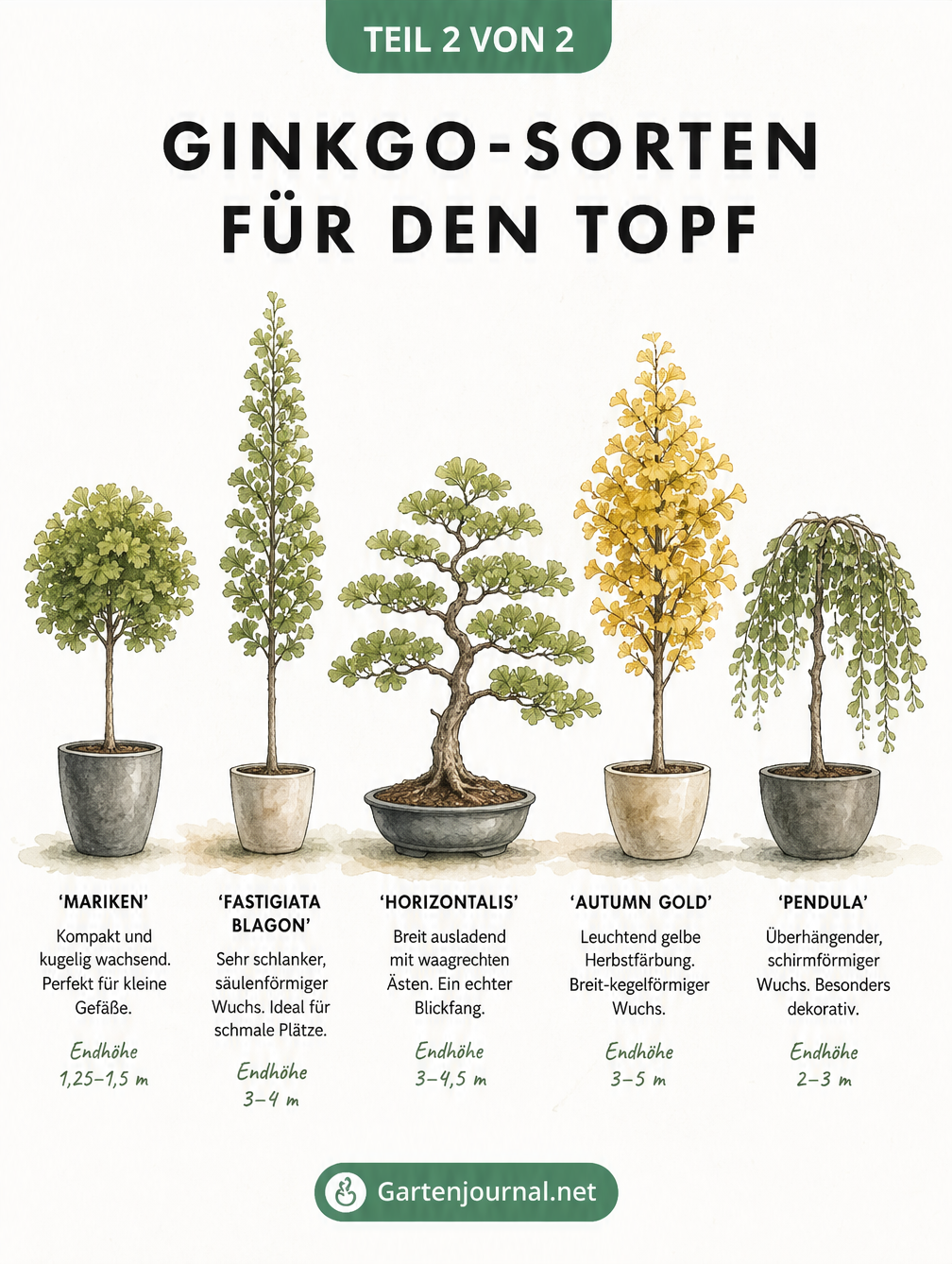 Übersicht von fünf verschiedenen Ginkgo-Sorten für den Topf mit ihren Wuchsformen