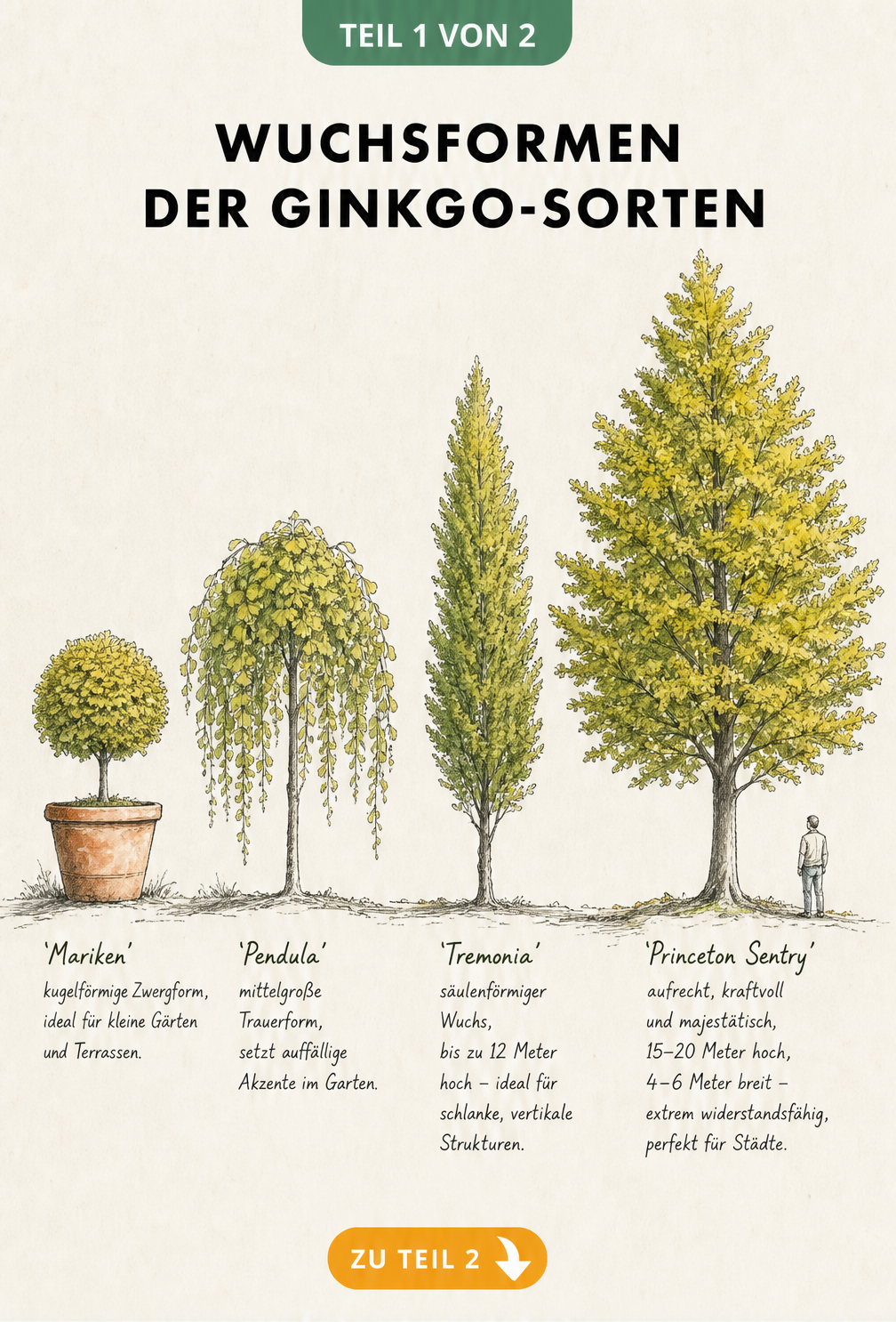 Skizze von vier Ginkgo-Sorten mit unterschiedlichen Wuchsformen: Kugelform, Trauerform, Säulenform und aufrechte Krone