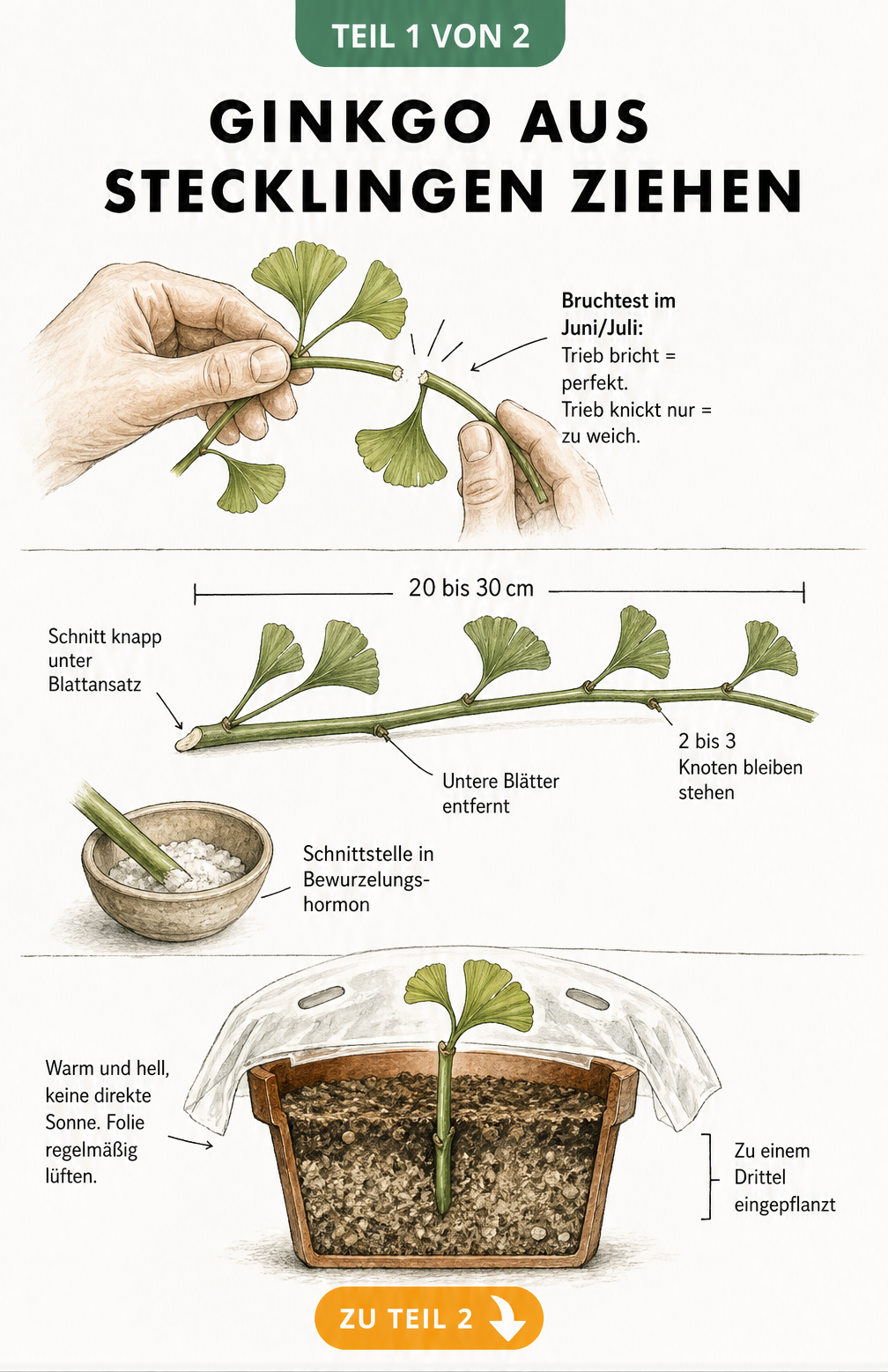 Illustration der Ginkgo-Vermehrung durch Stecklinge mit Bruchtest, Schnitt und Pflanzung im Topf