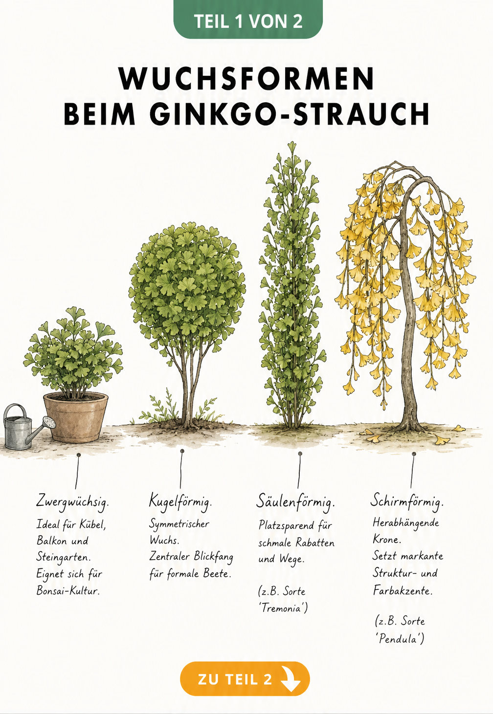 Illustration von vier Wuchsformen des Ginkgo-Strauchs: zwergwüchsig, kugelförmig, säulenförmig und schirmförmig im Vergleich