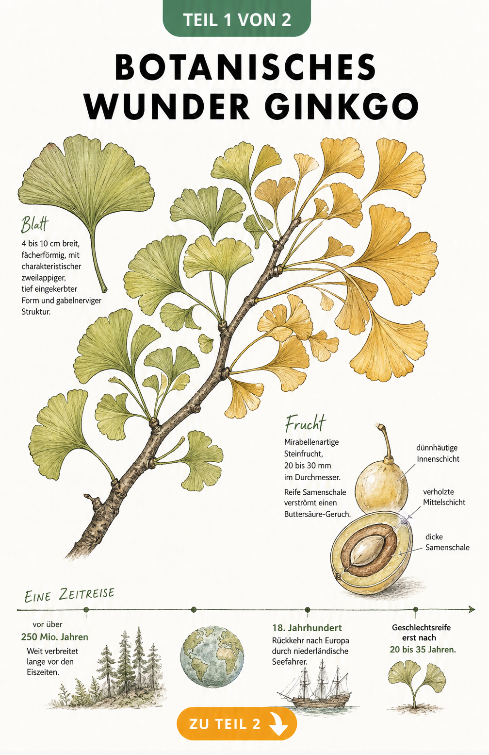 Botanische Zeichnung eines Ginkgo-Zweigs mit Blatt- und Fruchtdetails sowie einem Zeitstrahl zur Erdgeschichte