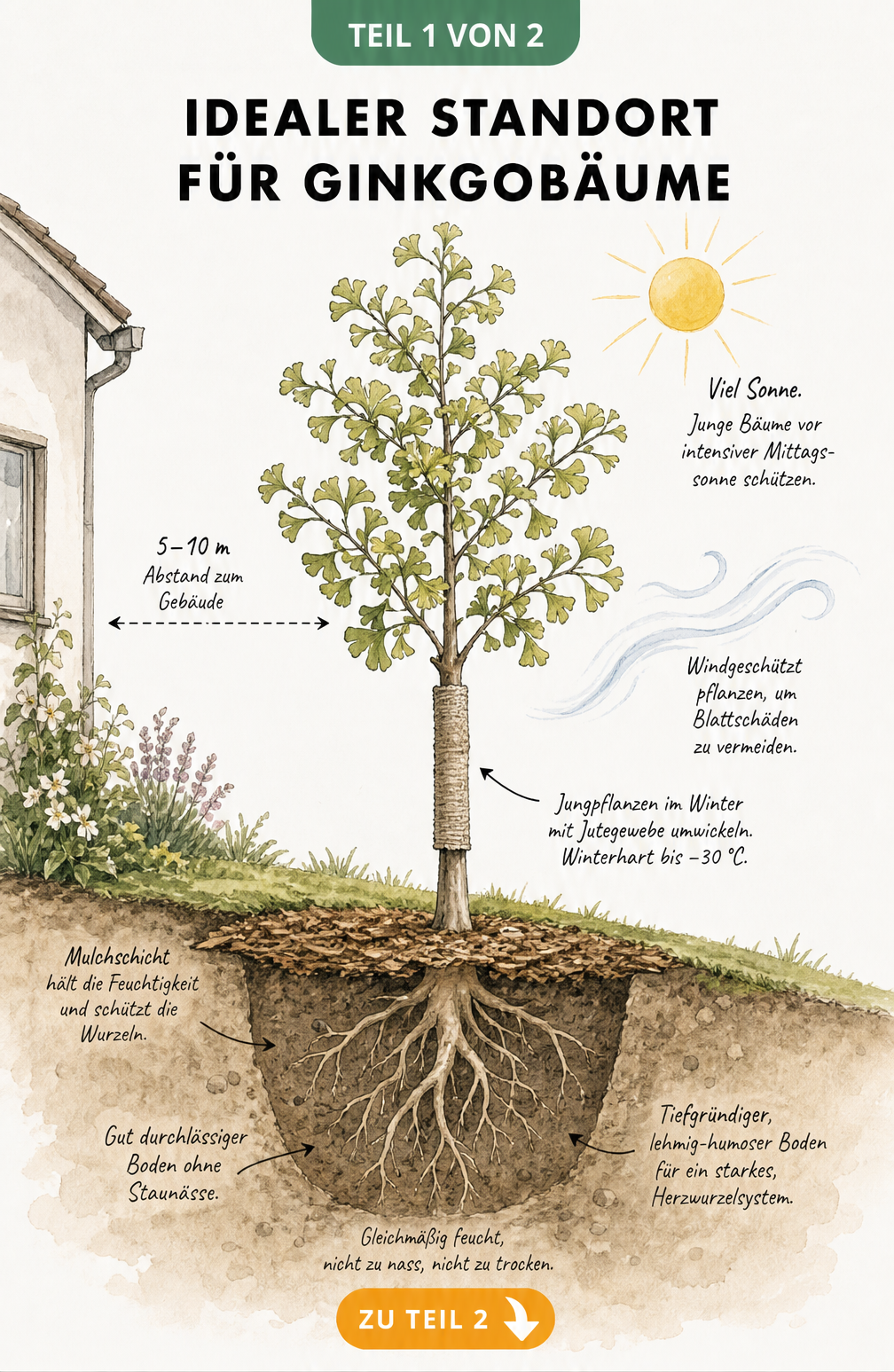 Illustration eines Gartens mit einem jungen Ginkgobaum, der optimale Standortbedingungen wie Sonnenlicht, Windschutz und Bodenbeschaffenheit zeigt.
