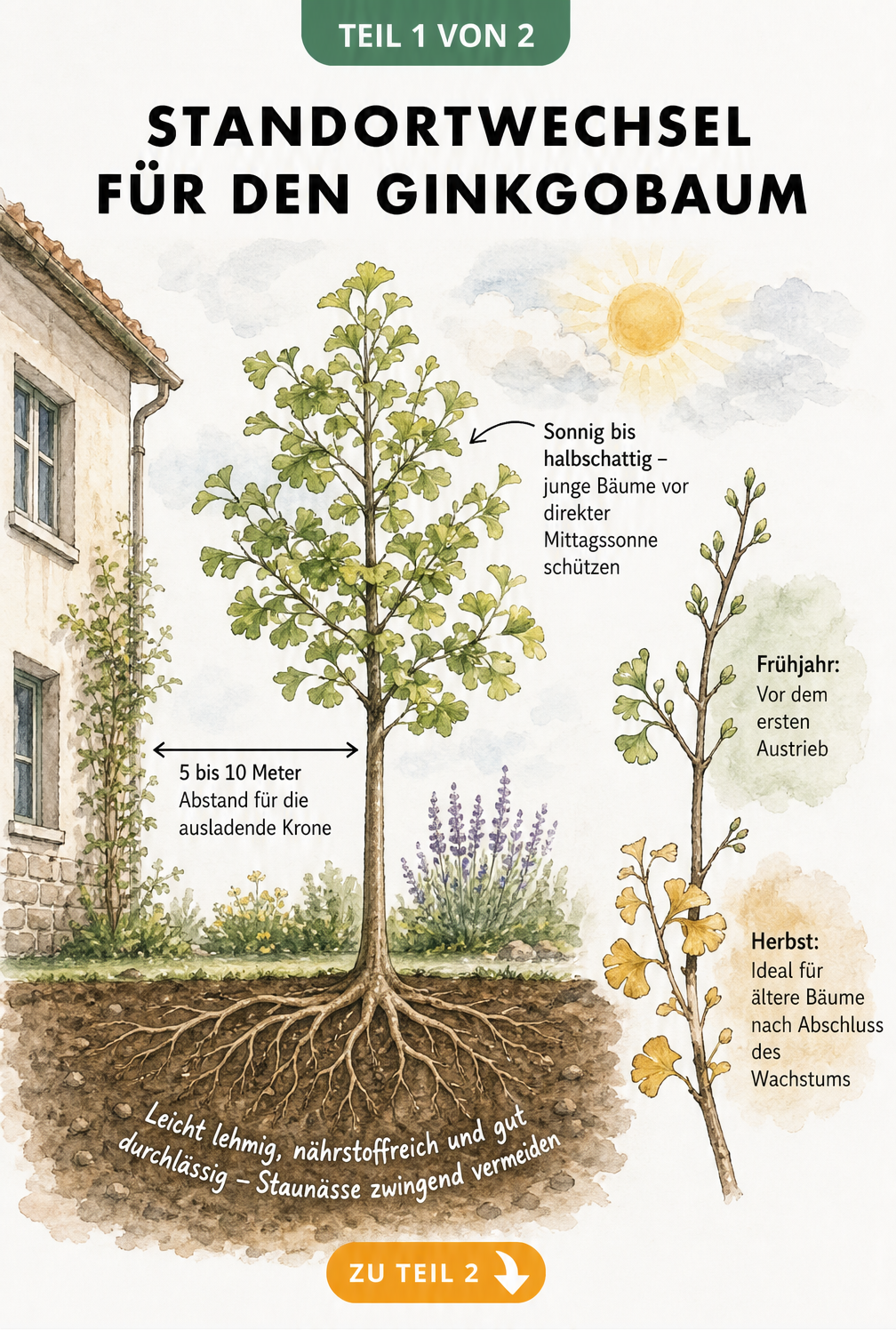 Illustration eines jungen Ginkgobaums mit Hinweisen zu Standort, Bodenbeschaffenheit und dem idealen Zeitpunkt zum Umpflanzen.