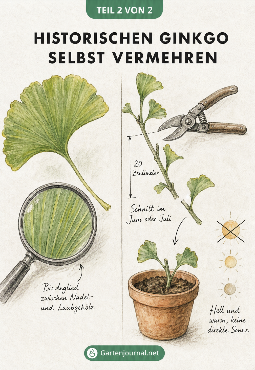 Illustration zur Vermehrung eines Ginkgobaums durch Stecklinge, mit Gartenschere, Zweig und Terrakotta-Topf.