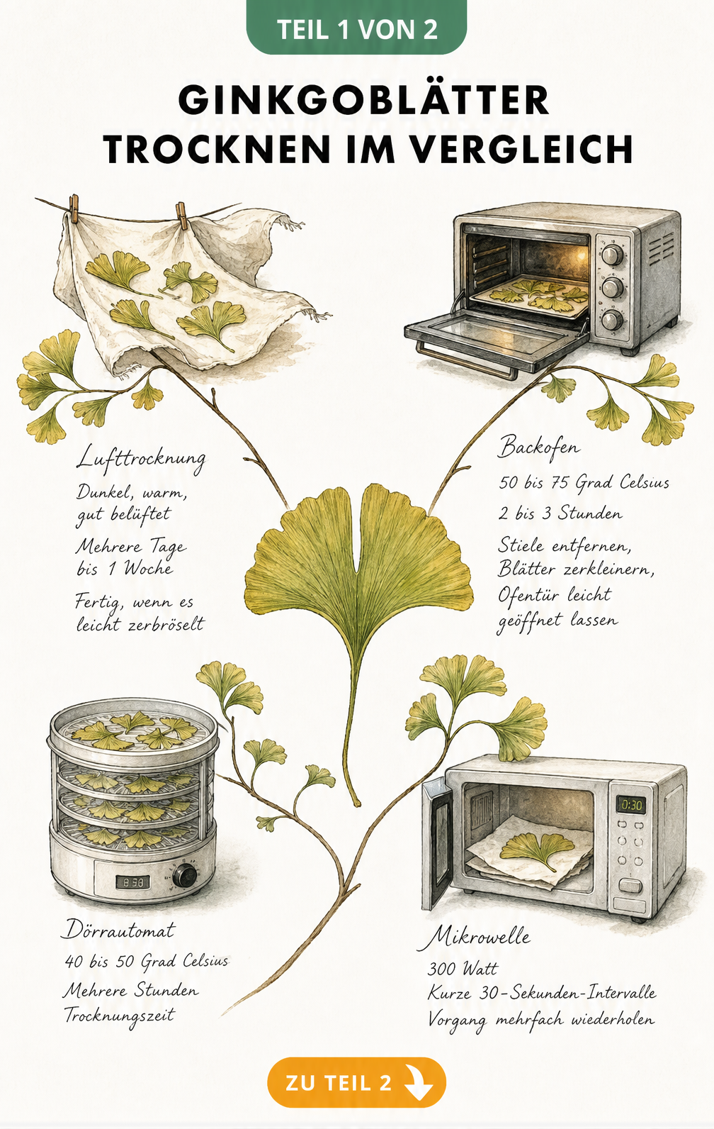 Botanische Illustration von vier Methoden zum Trocknen von Ginkgoblättern: Lufttrocknung, Backofen, Dörrautomat und Mikrowelle