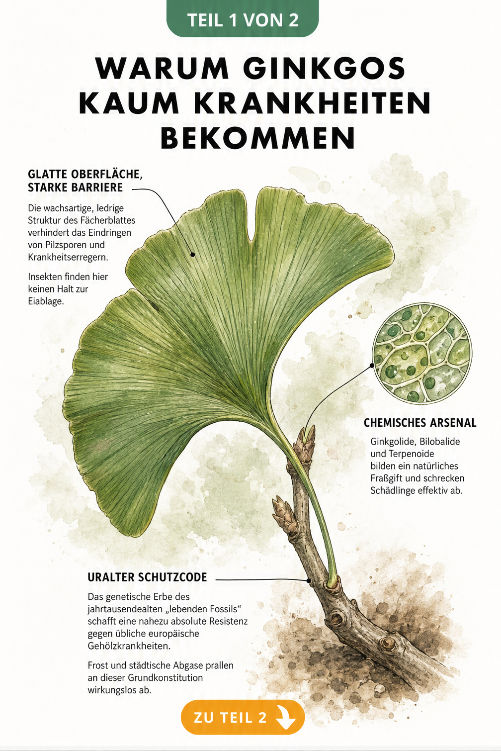 Botanische Illustration eines Ginkgoblattes mit Erklärungen zur natürlichen Abwehr gegen Krankheiten und Schädlinge