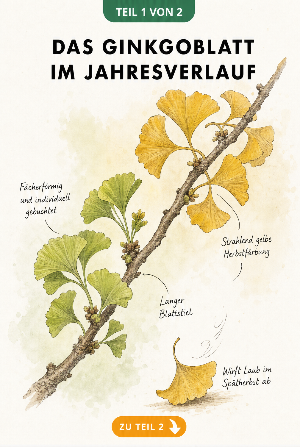 Botanische Illustration eines Ginkgo-Zweiges mit grünen Blättern im Frühling und gelber Herbstfärbung