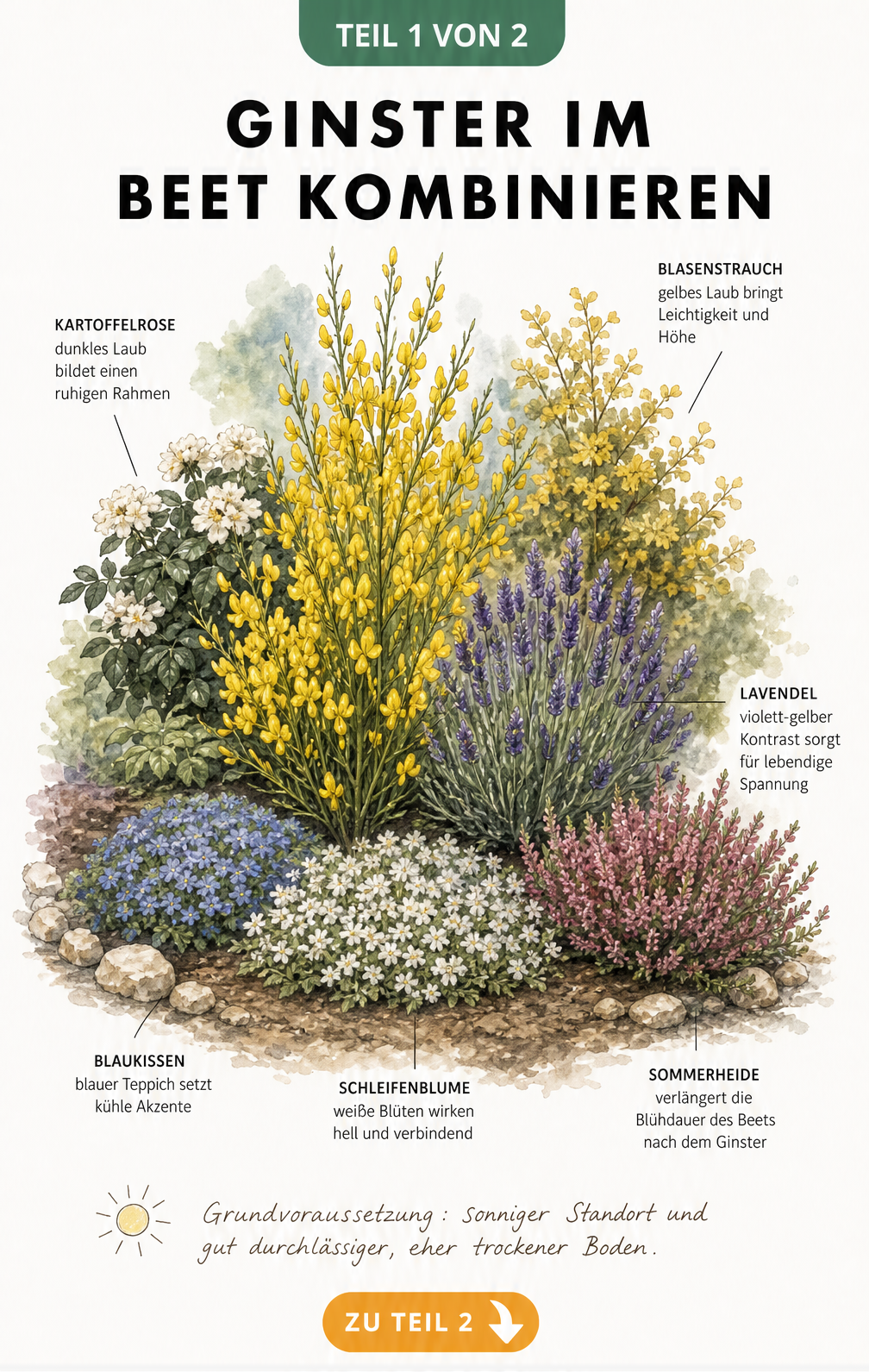 Botanische Illustration eines Gartenbeets mit gelbem Ginster, Kartoffelrose, Lavendel, Blaukissen und Sommerheide
