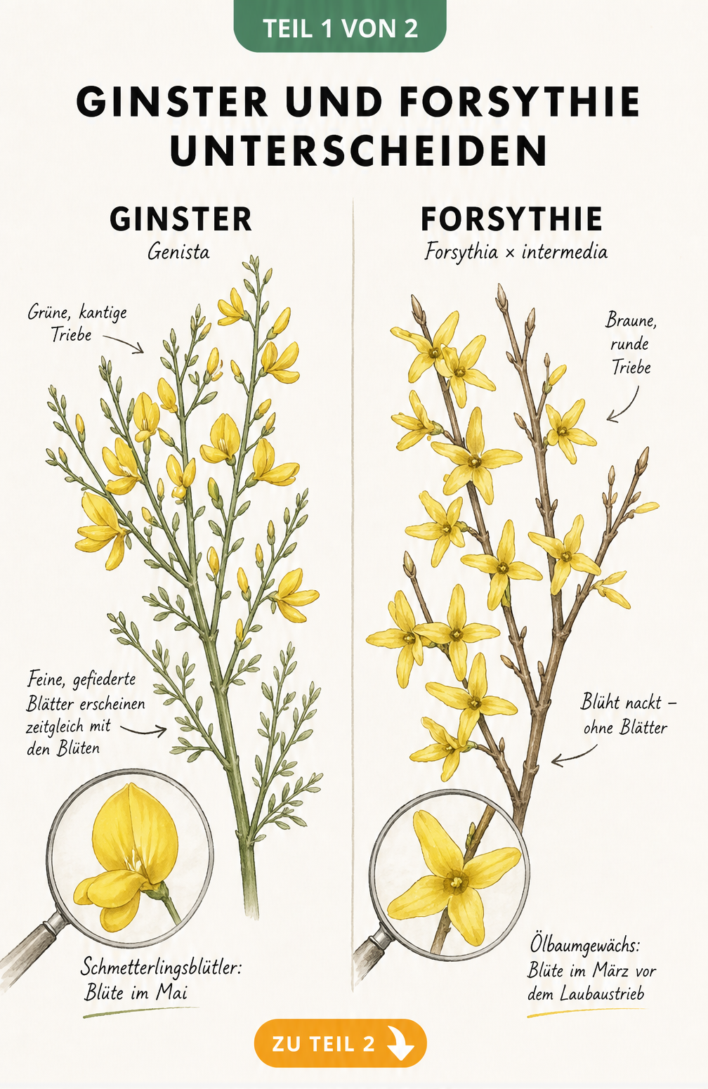 Botanische Gegenüberstellung von Ginster und Forsythie mit vergrößerten Blüten und Zweigen