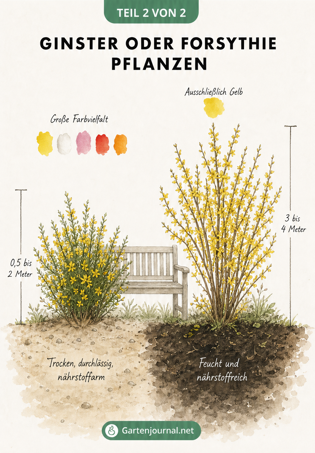 Skizze der Wuchsformen von Ginster und Forsythie im Vergleich zu einer Gartenbank mit Standortansprüchen
