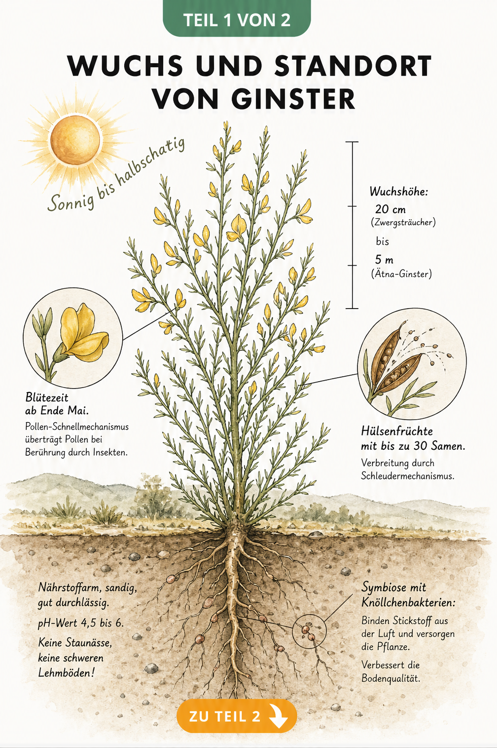 Botanische Schnittzeichnung von Ginster mit Wurzeln, Blüten und Samen sowie Hinweisen zu Standort und Boden