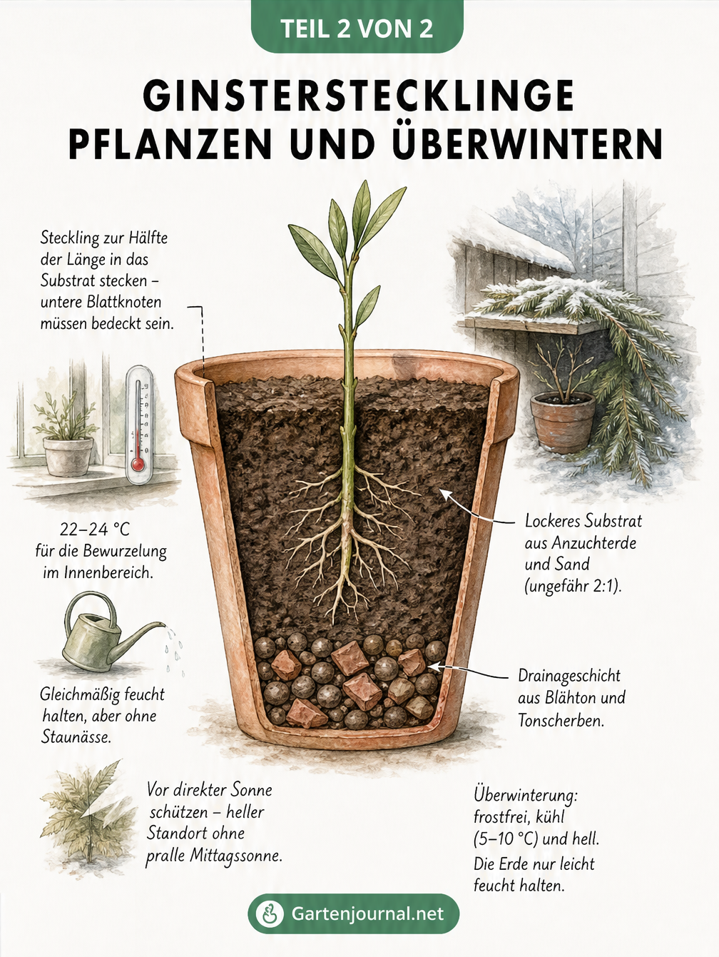 Querschnitt eines Pflanzgefäßes mit Ginstersteckling, Drainageschicht und Überwinterungshinweisen