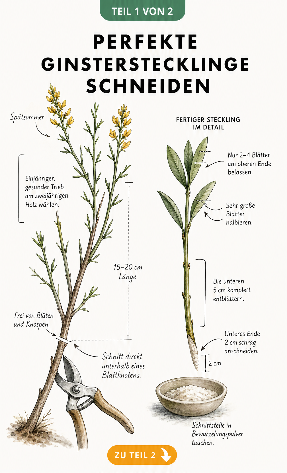 Botanische Zeichnung eines Ginsterzweigs mit Maßlinien für den perfekten Stecklingsschnitt