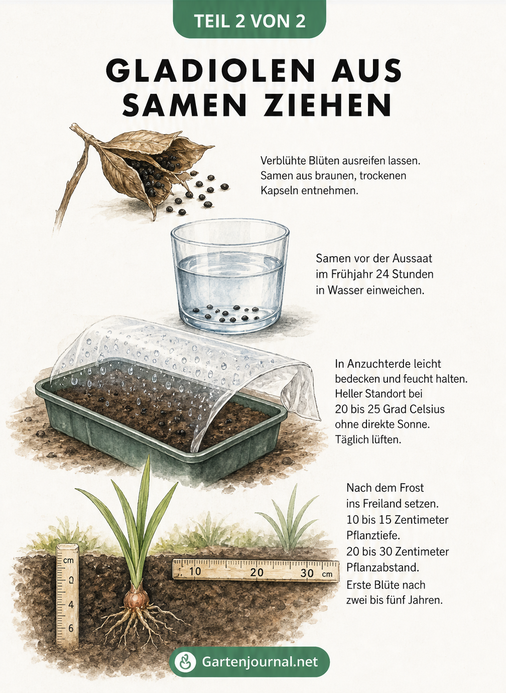 Skizzierte Anleitung zur Anzucht von Gladiolen aus Samen, von der Samenernte über das Einweichen und die Aussaat bis zur Jungpflanze im Freiland.