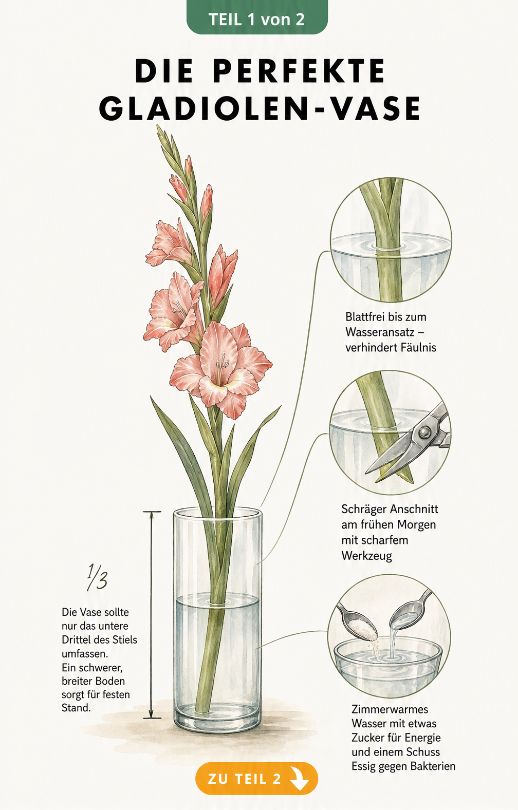 Illustration einer Gladiole in einer Glasvase mit Maßlinie und Detailansichten zum Anschnitt und Wasser