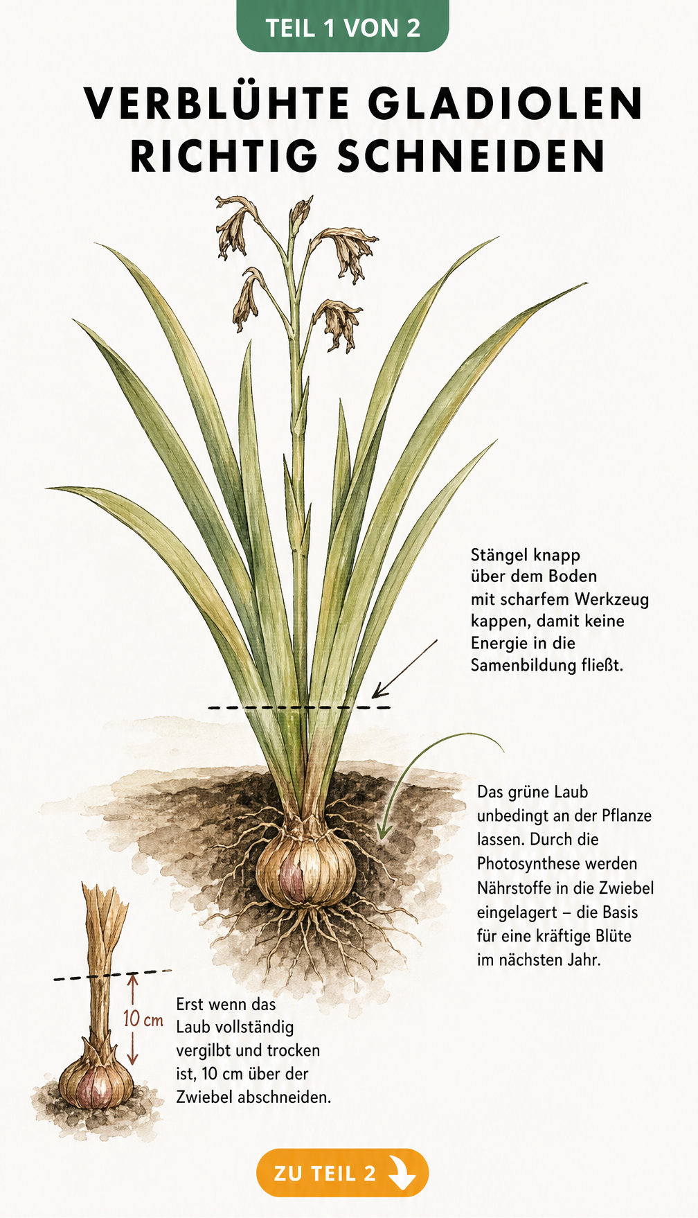 Botanische Illustration einer Gladiole im Spätsommer mit Schnittlinie am Blütenstängel und Pfeil zur Zwiebel
