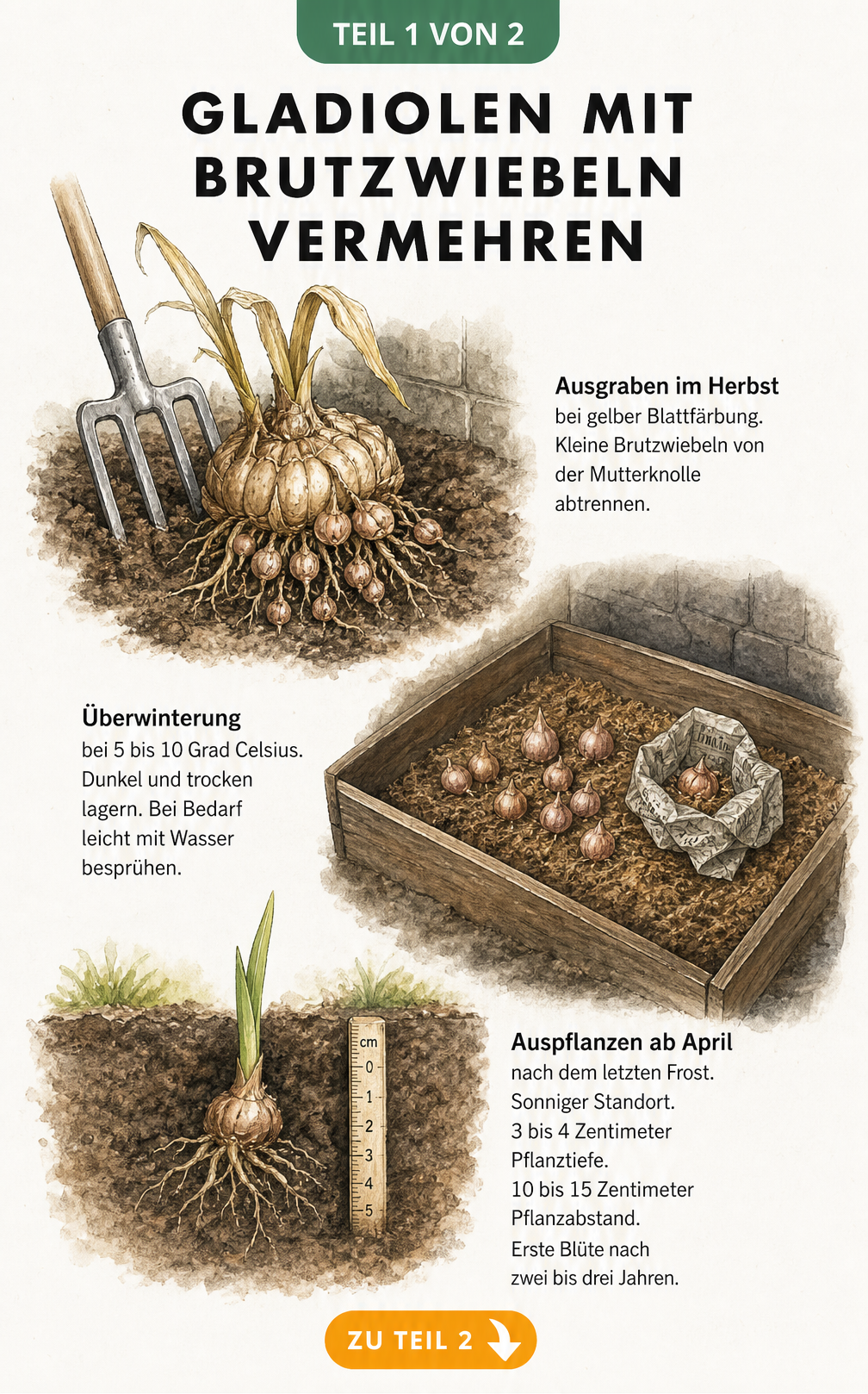 Botanische Illustration zur Vermehrung von Gladiolen durch Brutzwiebeln, von der Ernte im Herbst über die Überwinterung bis zum Auspflanzen im Frühjahr.