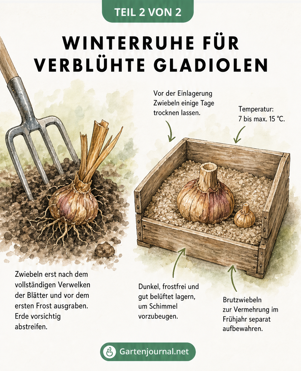 Illustration einer Gladiolenzwiebel, die mit einer Grabegabel ausgegraben wird, und einer Holzkiste zur Überwinterung im Erd-Sand-Gemisch