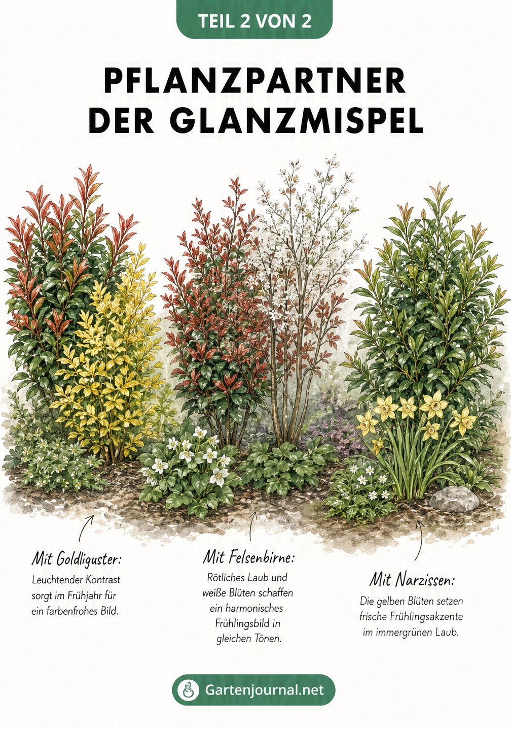 Aquarell-Illustration von Pflanzkombinationen der Glanzmispel mit Goldliguster, Felsenbirne und Narzissen