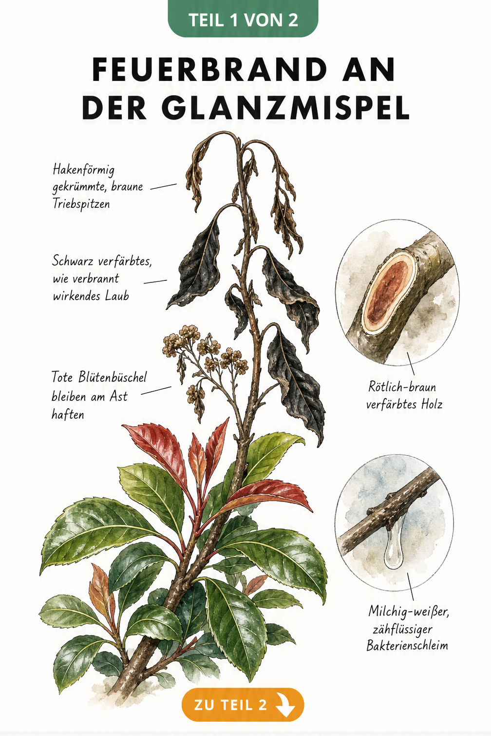 Botanische Illustration eines Glanzmispel-Zweigs mit Symptomen von Feuerbrand wie hakenförmigen Triebspitzen und schwarzen Blättern