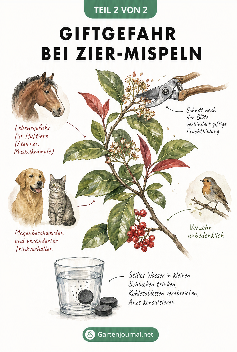 Illustration eines Glanzmispel-Zweigs mit Hinweisen zur Giftigkeit für Hunde, Katzen, Pferde und Menschen