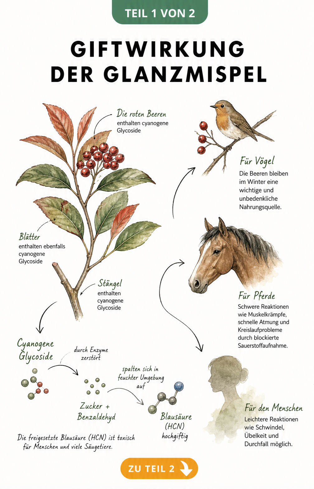 Botanische Illustration eines Glanzmispel-Zweigs mit roten Beeren und Darstellung der Giftwirkung auf Vögel, Pferde und Menschen