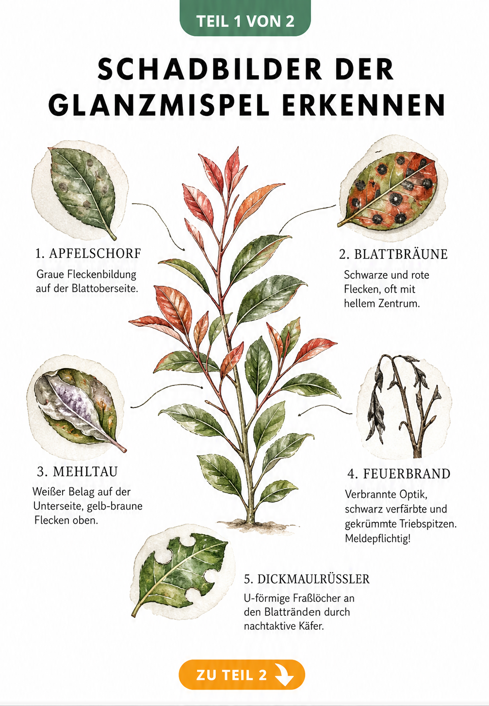 Botanische Illustration eines Glanzmispel-Zweigs mit Detailansichten von Schadbildern wie Apfelschorf, Blattbräune, Mehltau, Feuerbrand und...