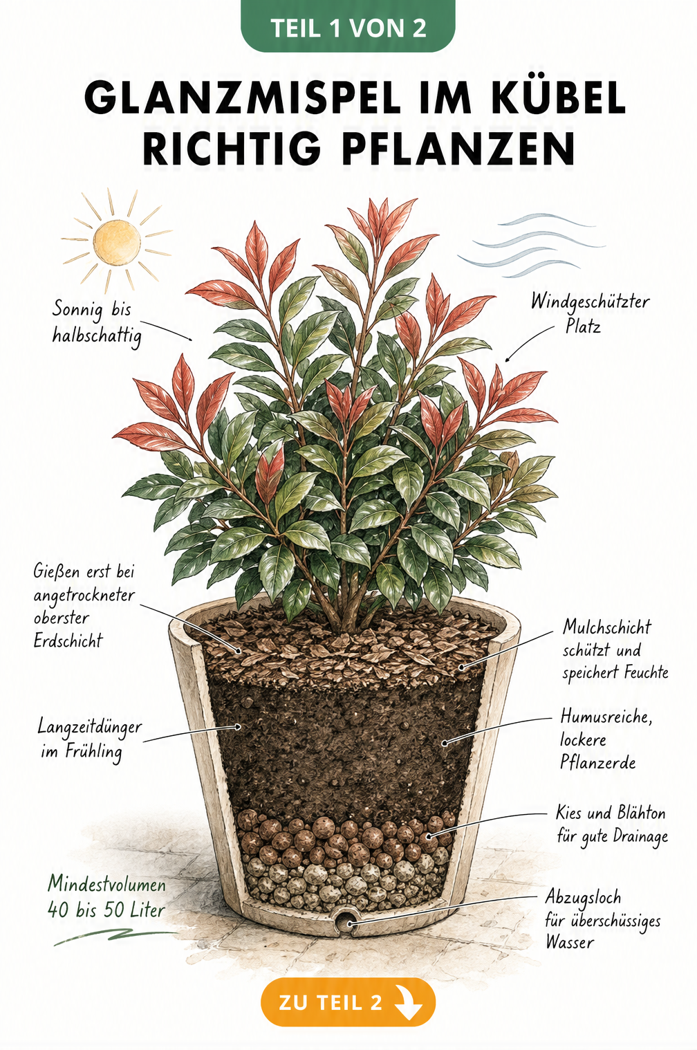 Botanische Illustration einer Glanzmispel im Kübel mit Querschnitt durch die Erdschichten und Pflegehinweisen